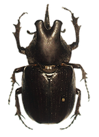 black beetle