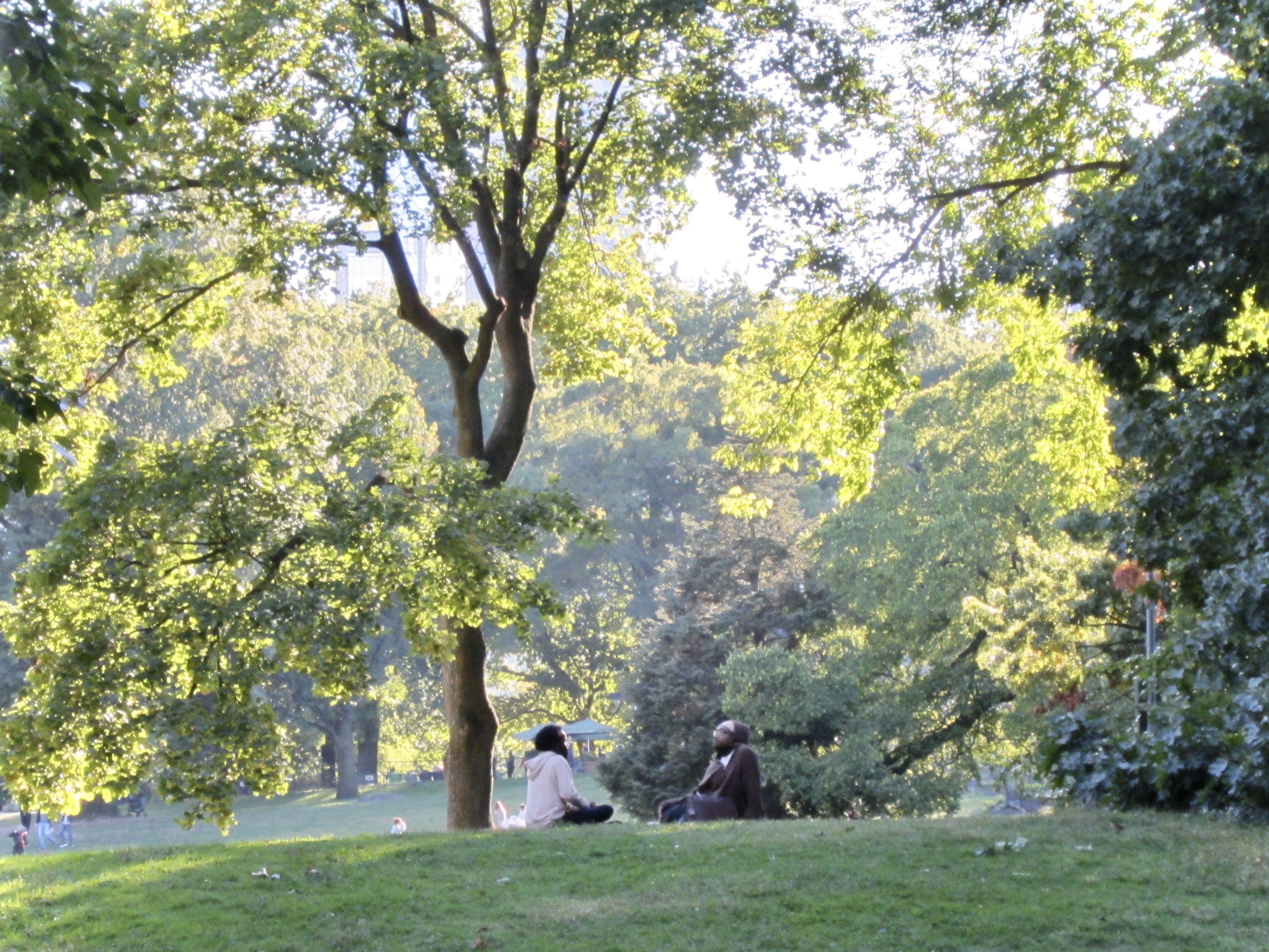 two men are pictured sitting on a vast green field underneath a large tree, bathed in warm sunlight surrounded by yellow leaves